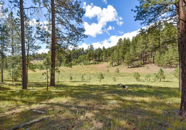 Photo 3 of Land for sale at 275 Acres Jemez Mountain Forest Rd 10, Jemez Springs, NM 87025 | MLS# 1107782 | Listing updated on 2026-09-27