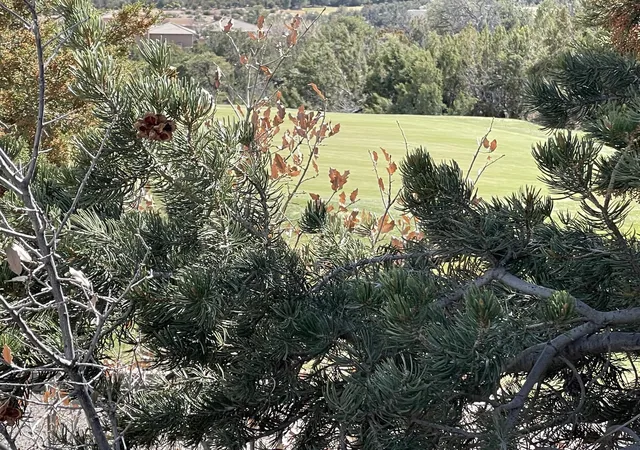 Photo 3 of Land for sale at 91 Rain Dance Rd, Sandia Park, NM 87047 | MLS# 1110316 | Listing updated on 2026-09-03