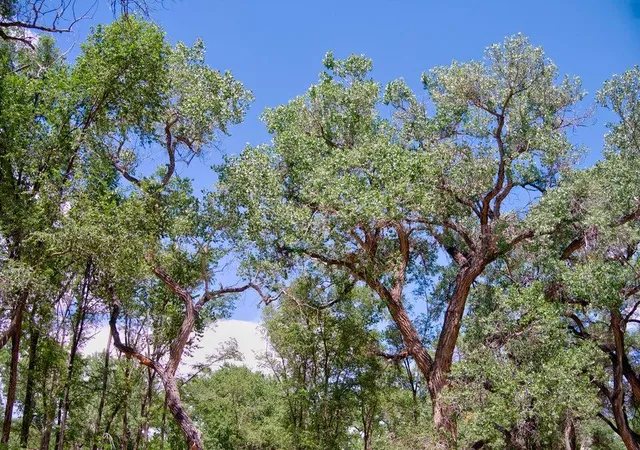 Photo 4 of Land for sale at Bosque Oculto B1 C, Corrales, NM 87048 | MLS# 1110843 | Listing updated on 2026-09-11