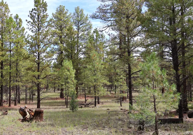 Photo 2 of Land for sale at Lot 44 Rhyolite Rd, Grants, NM 87020 | MLS# 1111279 | Listing updated on 2026-09-21