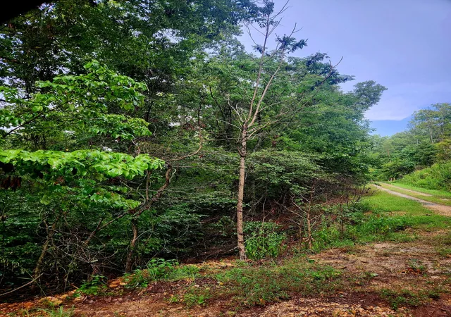 Photo 2 of Land for sale at 0 Cedar Ln #42, Spring City, TN 37381 | MLS# 1542322 | Listing updated on 2026-09-07