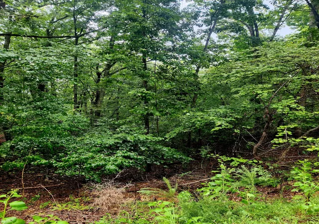 Photo 3 of Land for sale at 0 Cedar Ln #42, Spring City, TN 37381 | MLS# 1542322 | Listing updated on 2026-09-07