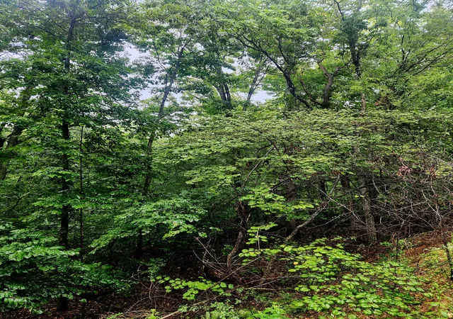 Photo 4 of Land for sale at 0 Cedar Ln #42, Spring City, TN 37381 | MLS# 1542322 | Listing updated on 2026-09-07