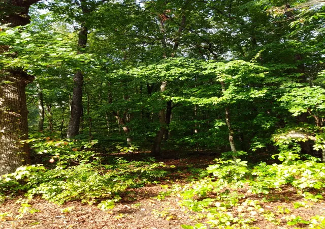 Photo 2 of Land for sale at 0 Woodland Dr #53-56, Spring City, TN 37381 | MLS# 1542324 | Listing updated on 2026-09-07