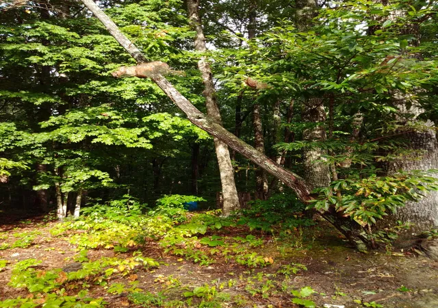 Photo 3 of Land for sale at 0 Woodland Dr #53-56, Spring City, TN 37381 | MLS# 1542324 | Listing updated on 2026-09-07