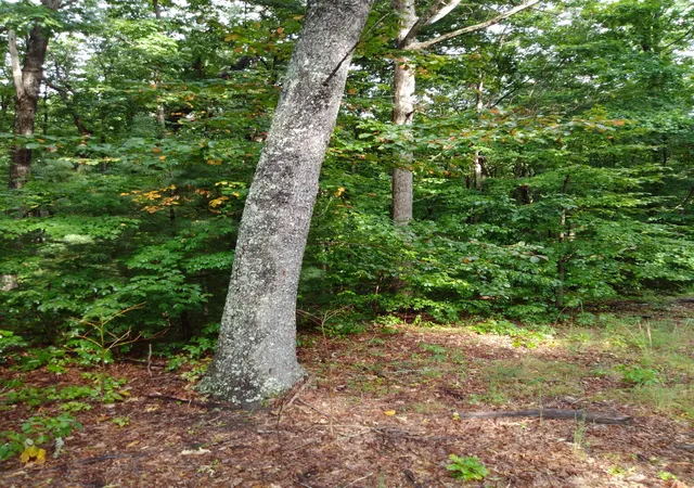 Photo 3 of Land for sale at 0 Woodland Dr #53-56, Spring City, TN 37381 | MLS# 1542324 | Listing updated on 2026-09-07