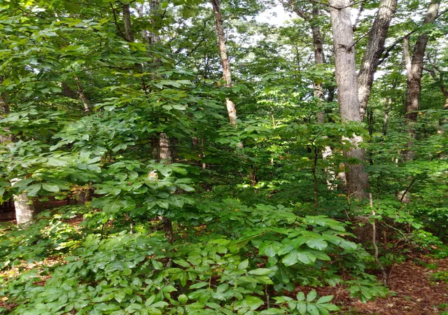 Photo 4 of Land for sale at 0 Woodland Dr #53-56, Spring City, TN 37381 | MLS# 1542324 | Listing updated on 2026-09-07