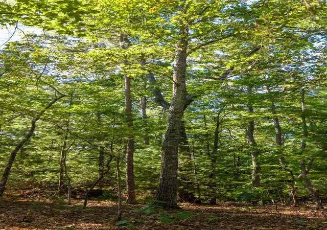 Photo 3 of Land for sale at 0 Flagpole Rd, Ellijay, GA 30540 | MLS# 1544070 | Listing updated on 2026-10-06