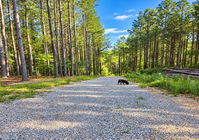 Photo 1 of Land for sale at 11915 Watkins Rd E, Loudon, TN 37774 | MLS# 1544249 | Listing updated on 2026-10-27