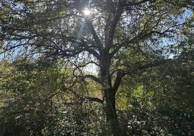 Photo 3 of Land for sale at 7179 Fm 141, Dime Box, TX 77853 | MLS# 6190477 | Listing updated on 2026-09-15