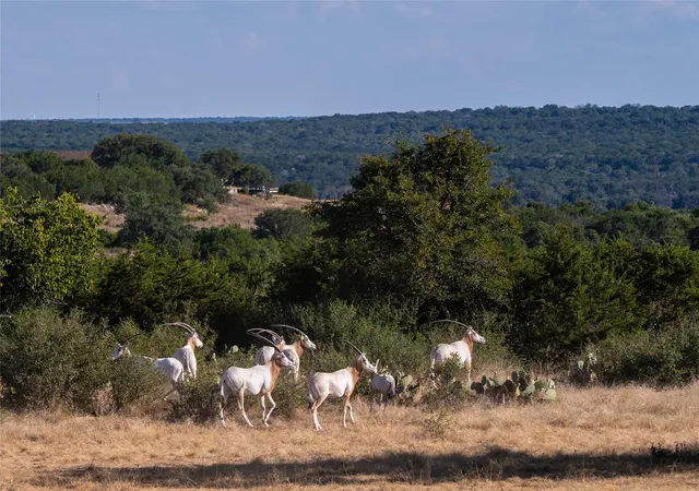 Land for sale at 81 Private Rd 4719, Kempner, TX 76539 | MLS# 8598145