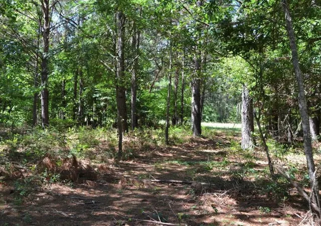 Photo 3 of Land for sale at Tbd County Rd 4025, Lovelady, TX 75851 | MLS# 9699201 | Listing updated on 2026-09-13