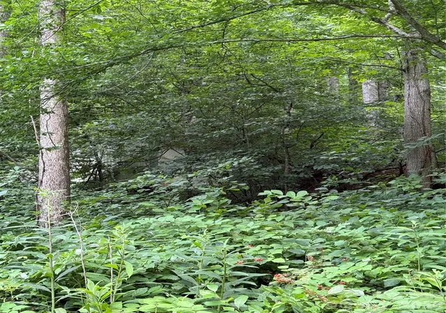 Photo 3 of Land for sale at 99999 Paint Frk Rd, Barnardsville, NC 28709 | MLS# 4403045 | Listing updated on 2026-09-09