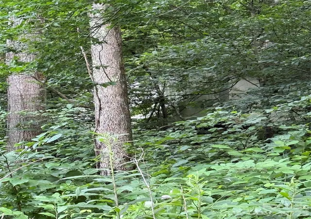 Photo 3 of Land for sale at 99999 Paint Frk Rd, Barnardsville, NC 28709 | MLS# 4403045 | Listing updated on 2026-09-09