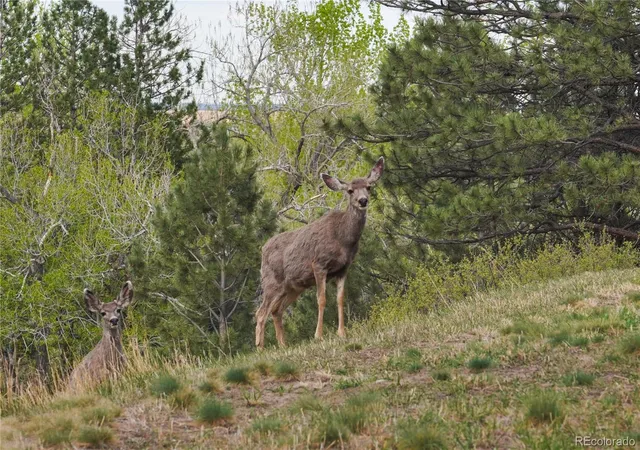 Photo 3 of Land for sale at 8664 Middle Frk, Boulder, CO 80302 | MLS# 3905776 | Listing updated on 2026-09-09