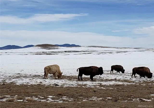 Photo 3 of Land for sale at 55 Jay Ct, Hartsel, CO 80449 | MLS# 9335929 | Listing updated on 2026-09-11