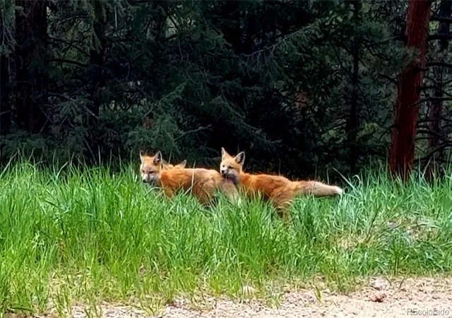 Photo 3 of Land for sale at 00 S Elk Crk Rd, Pine, CO 80470 | MLS# 6322284 | Listing updated on 2026-09-11
