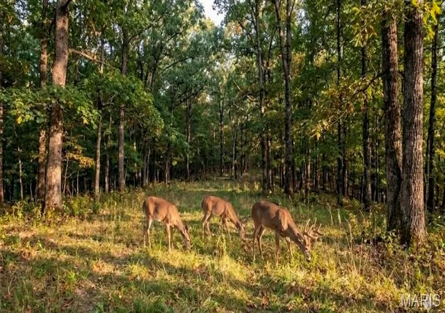 Photo 1 of Land for sale at 1 19 40 019  000 000 01210000 Dr, Potosi, MO 63664 | MLS# MIS26012632 | Listing updated on 2026-09-14