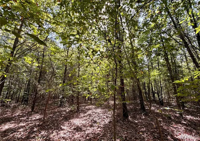 Photo 2 of Land for sale at 19137 County Rd 268, Bloomfield, MO 63825 | MLS# MIS26059438 | Listing updated on 2026-09-15