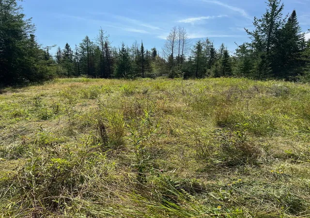 Photo 4 of Land for sale at Tbd W County Road 3, International Falls, MN 56669 | MLS# 6791696 | Listing updated on 2026-09-15