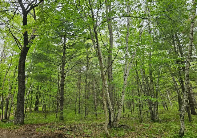 Photo 3 of Land for sale at 25227 Kruger Rd, Webster, WI 54893 | MLS# 7080869 | Listing updated on 2026-09-15