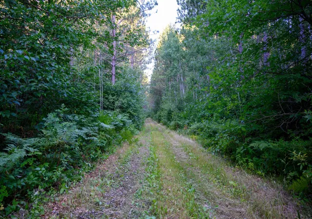 Photo 4 of Sale Pending at Nesw Forest Rd 3845 NE, Pennington, MN 56663 | MLS# 7115231 | Listing updated on 2026-09-23