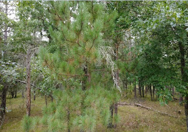 Photo 3 of Sale Pending at Tbd Sugar Shrs C Ct, Minong, WI 54859 | MLS# 7137540 | Listing updated on 2026-09-12
