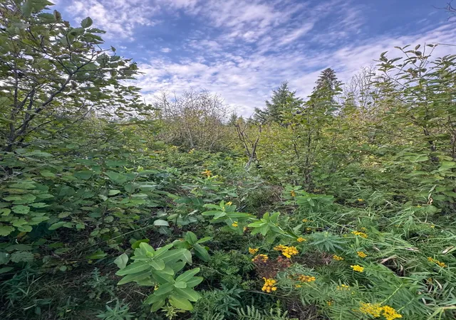 Photo 3 of Land for sale at Tbd Gull Lake Loop Rd, Hines, MN 56647 | MLS# 7141307 | Listing updated on 2026-09-29