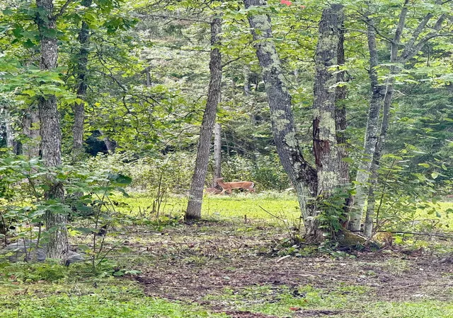 Photo 3 of Land for sale at 56305 S Dora Lake Rd, Northome, MN 56661 | MLS# 7141971 | Listing updated on 2026-09-11