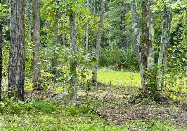 Photo 3 of Land for sale at 56305 S Dora Lake Rd, Northome, MN 56661 | MLS# 7141971 | Listing updated on 2026-09-11