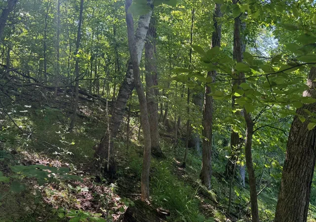 Photo 4 of Land for sale at 4xyz Pinewood Ct, Browerville, MN 56438 | MLS# 7142203 | Listing updated on 2026-09-10