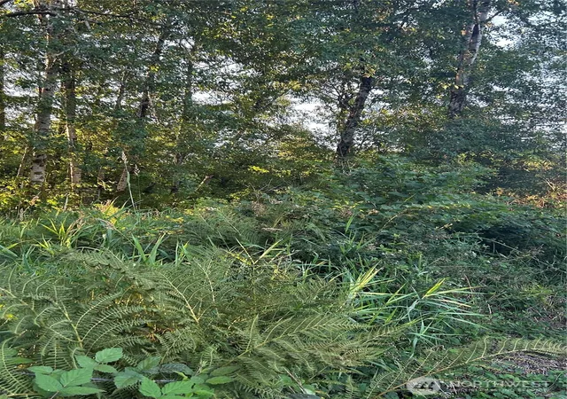 Photo 3 of Land for sale at 1403 State Rt 105, Grayland, WA 98547 | MLS# NWM2571116 | Listing updated on 2026-09-23