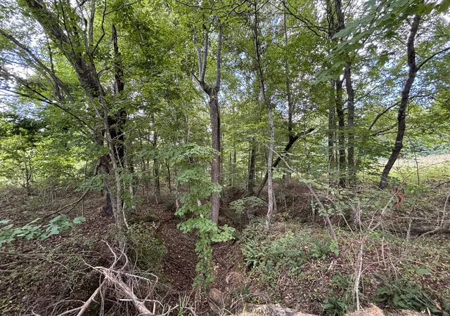 Photo 3 of Land for sale at 0 Hwy 7 Lot 25, Lyles, TN 37098 | MLS# 2970519 | Listing updated on 2026-09-15
