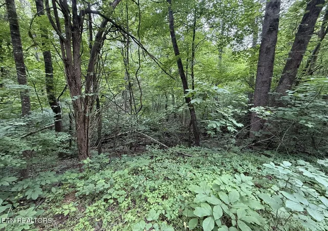 Photo 4 of Land for sale at 0 Fortunato Dr, White Pine, TN 37890 | MLS# 3128119 | Listing updated on 2026-09-11