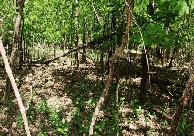 Photo 2 of Land for sale at 0 Coburntown (lot 11) Rd, South Pittsburg, TN 37380 | MLS# 3039769 | Listing updated on 2026-09-11