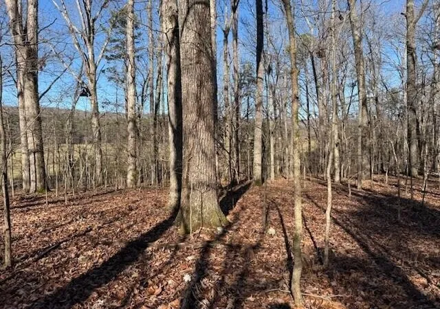 Photo 3 of Land for sale at 1 County Rd 751, Valley Head, AL 35989 | MLS# 3068184 | Listing updated on 2026-09-11