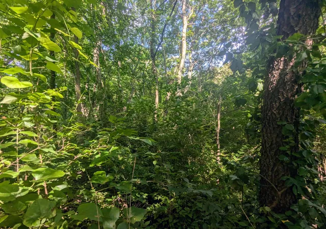 Photo 3 of Land for sale at 0 County Rd 493, Etowah, TN 37331 | MLS# 3135213 | Listing updated on 2026-09-11