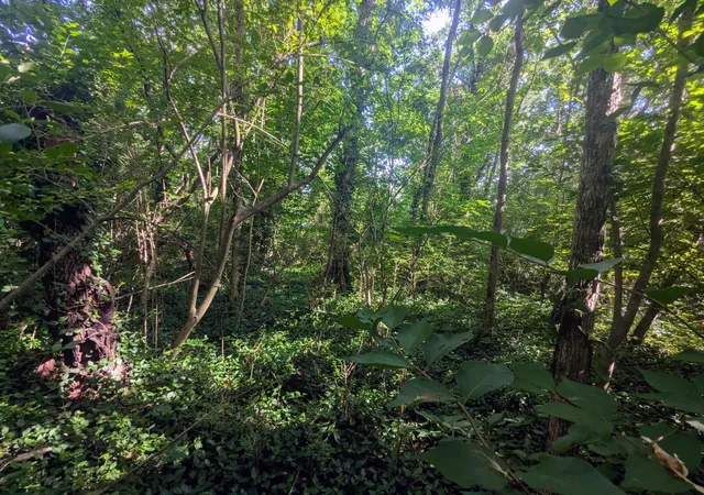 Photo 3 of Land for sale at 0 County Rd 493, Etowah, TN 37331 | MLS# 3135213 | Listing updated on 2026-09-11