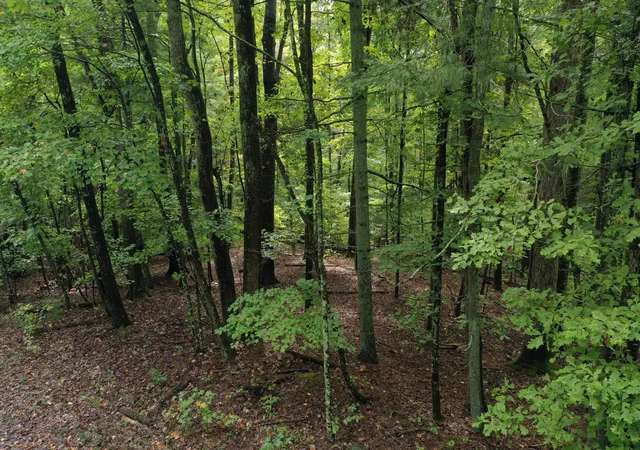 Photo 2 of Land for sale at 0 Fawnwood, Spring City, TN 37381 | MLS# 3246740 | Listing updated on 2026-09-11