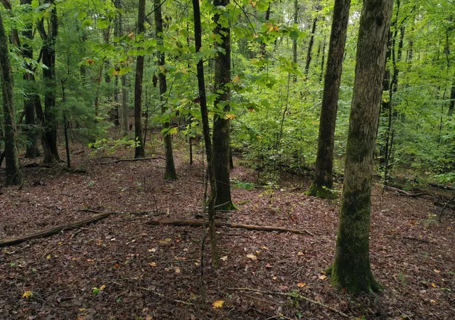 Photo 3 of Land for sale at 0 Fawnwood, Spring City, TN 37381 | MLS# 3246740 | Listing updated on 2026-09-11