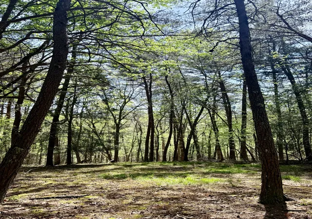 Photo 2 of Land for sale at 0 Timberwood Tr Lot 310, Monteagle, TN 37356 | MLS# 3179315 | Listing updated on 2026-09-14