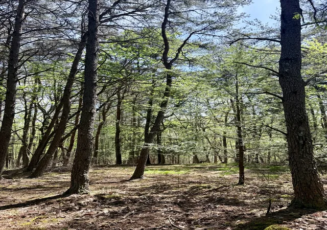 Photo 4 of Land for sale at 0 Timberwood Tr Lot 310, Monteagle, TN 37356 | MLS# 3179315 | Listing updated on 2026-09-14