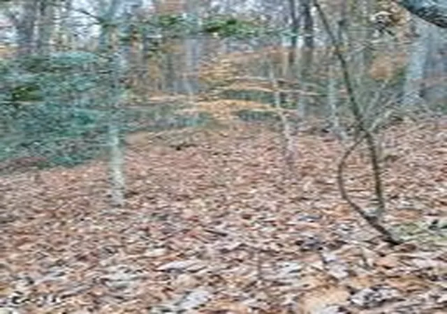 Photo 3 of Sale Pending at 3 Rocky Ridge Rd, Cosby, TN 37722 | MLS# 3314604 | Listing updated on 2026-09-14