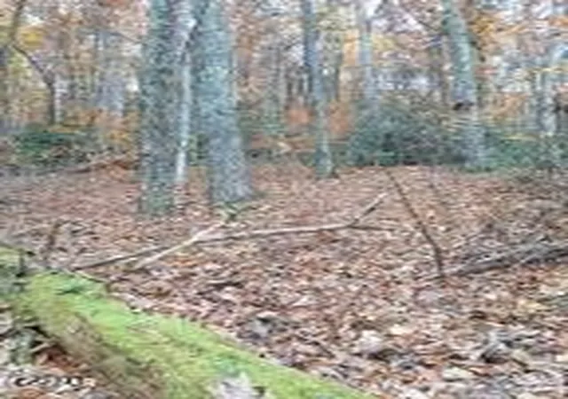 Photo 4 of Sale Pending at 3 Rocky Ridge Rd, Cosby, TN 37722 | MLS# 3314604 | Listing updated on 2026-09-14
