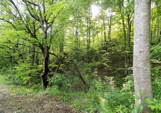 Photo 3 of Land for sale at 23 Driftwood Road, Cosby, TN 37722 | MLS# 3281435 | Listing updated on 2026-09-11