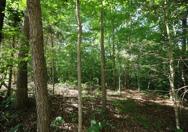 Photo 4 of Land for sale at 21 Holcomb Cir, Kingston Springs, TN 37082 | MLS# 3276628 | Listing updated on 2026-09-15