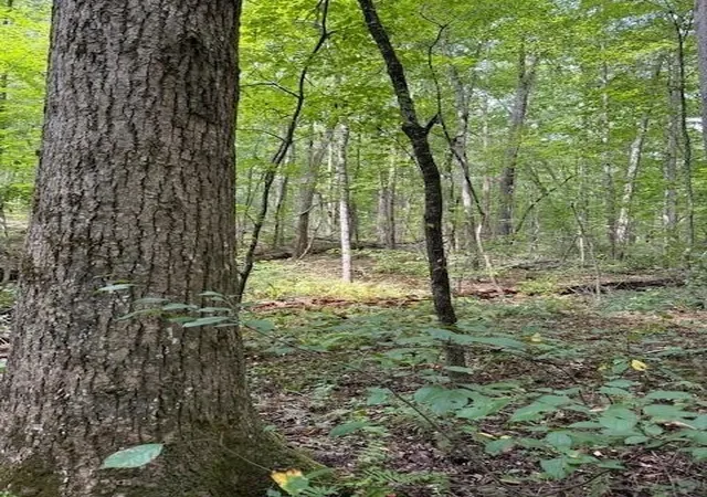 Photo 4 of Land for sale at 1 Tipple Rd, Tracy City, TN 37387 | MLS# 3511152 | Listing updated on 2026-09-11