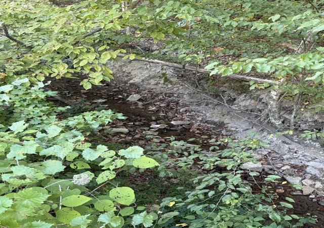 Photo 4 of Land for sale at 1928 Swindle Crk Rd, Linden, TN 37096 | MLS# 3544826 | Listing updated on 2026-09-15