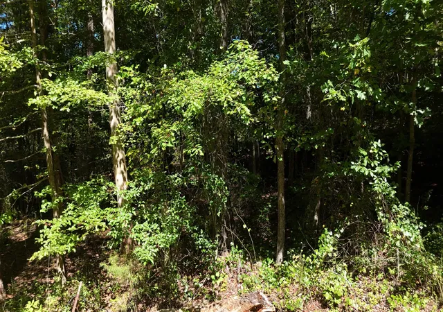 Photo 2 of Land for sale at 0 Fezzell Road, Decatur, TN 37322 | MLS# 3527892 | Listing updated on 2026-10-07