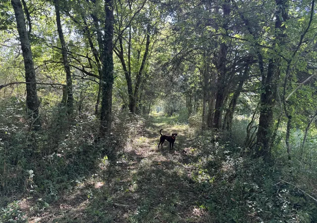 Photo 4 of Land for sale at 146 Bledsoe Rd, Petersburg, TN 37144 | MLS# 3531032 | Listing updated on 2026-09-14